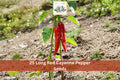 Long Red Cayenne Pepper Seeds | Hot Chili Vegetable Seeds for Garden Planting | Capsicum annuum