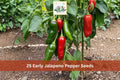 25 Early Jalapeno Pepper Seeds | Hot Green Chili Vegetable Seeds Capsicum annuum for Garden, Containers