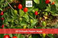 25 Chiltepin Pepper Seeds | Small Red Hot Chili Vegetable Seeds for Garden, Container & Raised Bed Planting - Capsicum annuum