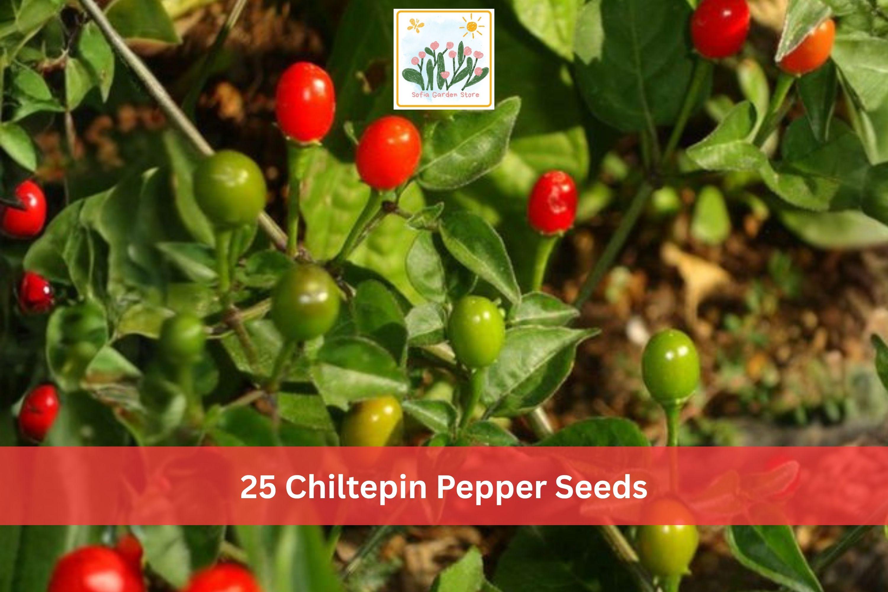 25 Chiltepin Pepper Seeds | Small Red Hot Chili Vegetable Seeds for Garden, Container & Raised Bed Planting - Capsicum annuum