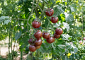 Heirloom Tomato Seeds – Paul Robeson Dark Red Brown Variety for Garden, Gourmet, and Container Growing