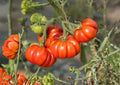 Amana Orange Tomato Seeds Heirloom Non-GMO Rare Large Golden-Orange Beefsteak Vegetables for Garden Planting
