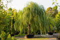Weeping Willow Unrooted Tree Cuttings – Salix babylonica, Cascading Ornamental Willow, Live Plant Clippings, 6–8 Inches