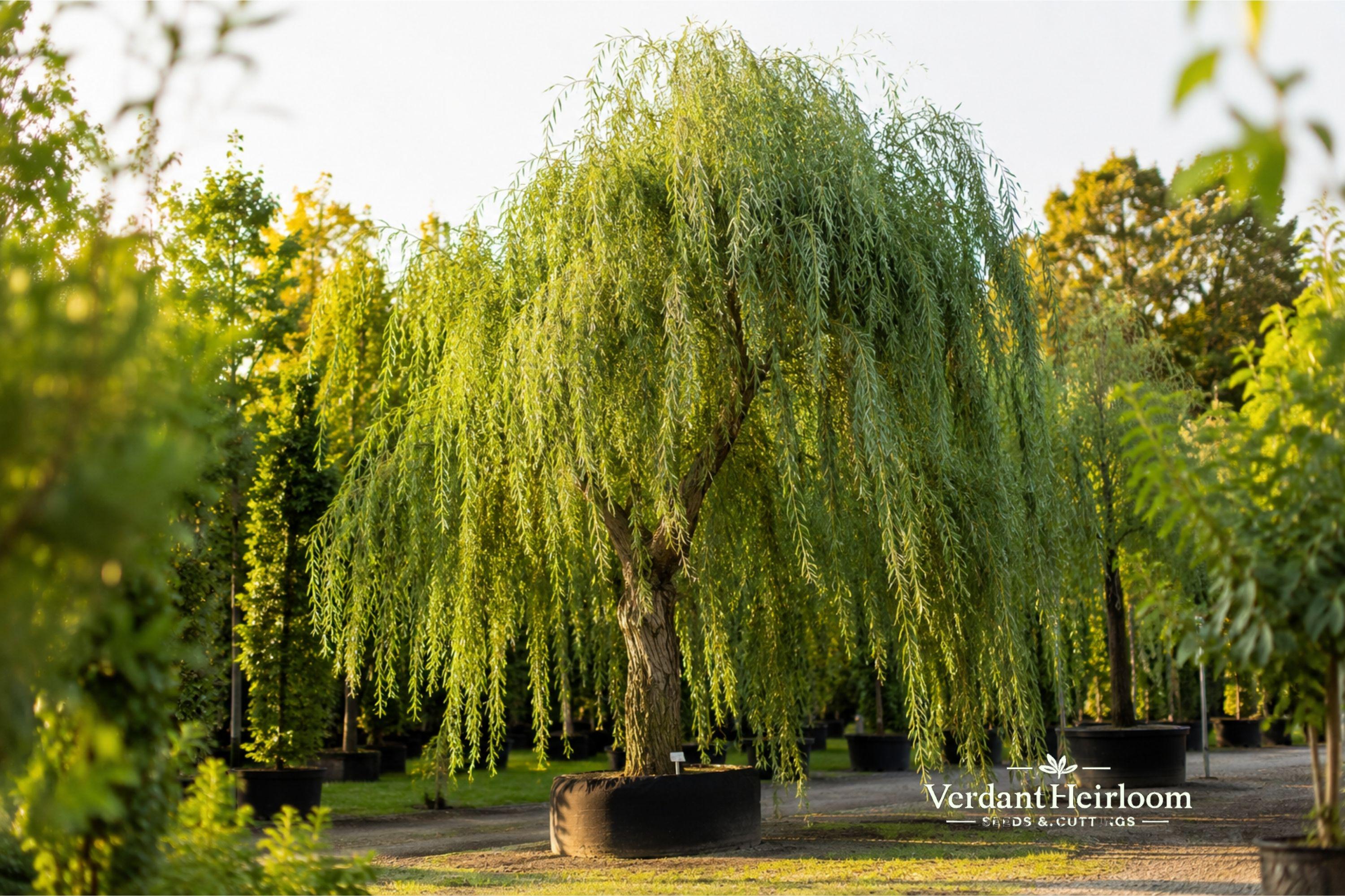 Weeping Willow Unrooted Tree Cuttings – Salix babylonica, Cascading Ornamental Willow, Live Plant Clippings, 6–8 Inches