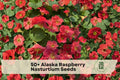 Raspberry Nasturtium Seeds, Trailing Flowering Plant, Alaska Tropaeolum majus, Container & Garden Bed Plant