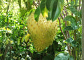 Golden Yellow Soursop Live Fruit Tree – Annona muricata – Tropical Edible Landscape Plant, 1-2 Feet Tall