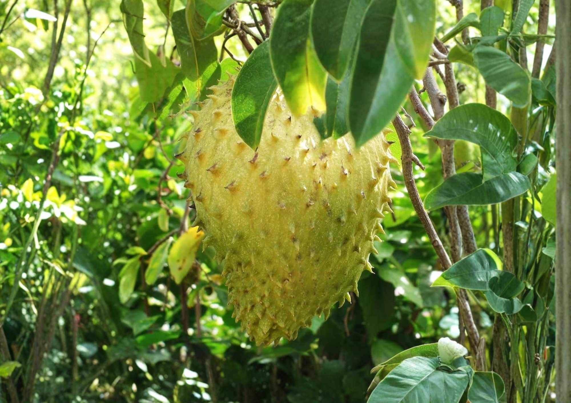 Golden Yellow Soursop Live Fruit Tree – Annona muricata – Tropical Edible Landscape Plant, 1-2 Feet Tall