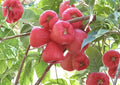 Pink Malay Apple Live Fruit Tree – Syzygium malaccense – Tropical Edible Landscape, Evergreen, Pink Flowers, Bell-Shaped Fruit