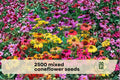 2500 Mixed Coneflower Seeds Echinacea spp. Wildflower Pollinator Garden Seeds for Bees & Butterflies