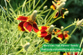 Mexican Hat Flower Seeds | Ratibida columnifera pulchra | Red & Yellow Wildflower for Prairie & Pollinator Gardens