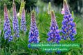 Lupine Seeds | Perennial Wildflower | Lupinus polyphyllus | Colorful Flower Spikes for Pollinator Gardens