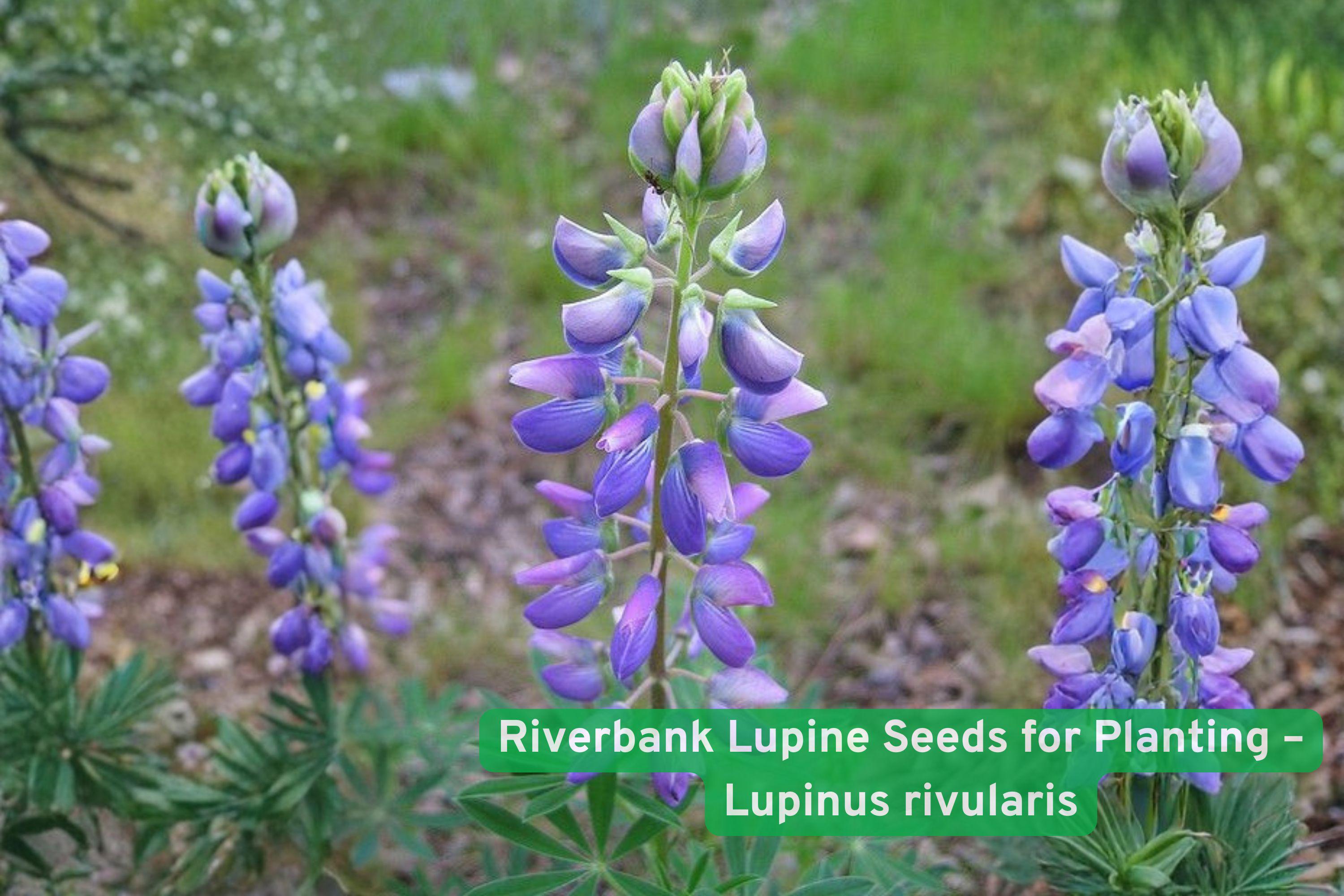 Riverbank Lupine Seeds – Native Perennial Wildflower for Pollinator Gardens, Blue Purple Flowers, Lupinus rivularis
