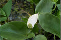 Arrow Arum Seeds | Native Wetland Aquatic Plant | Peltandra virginica | Pond & Rain Garden Native Plant