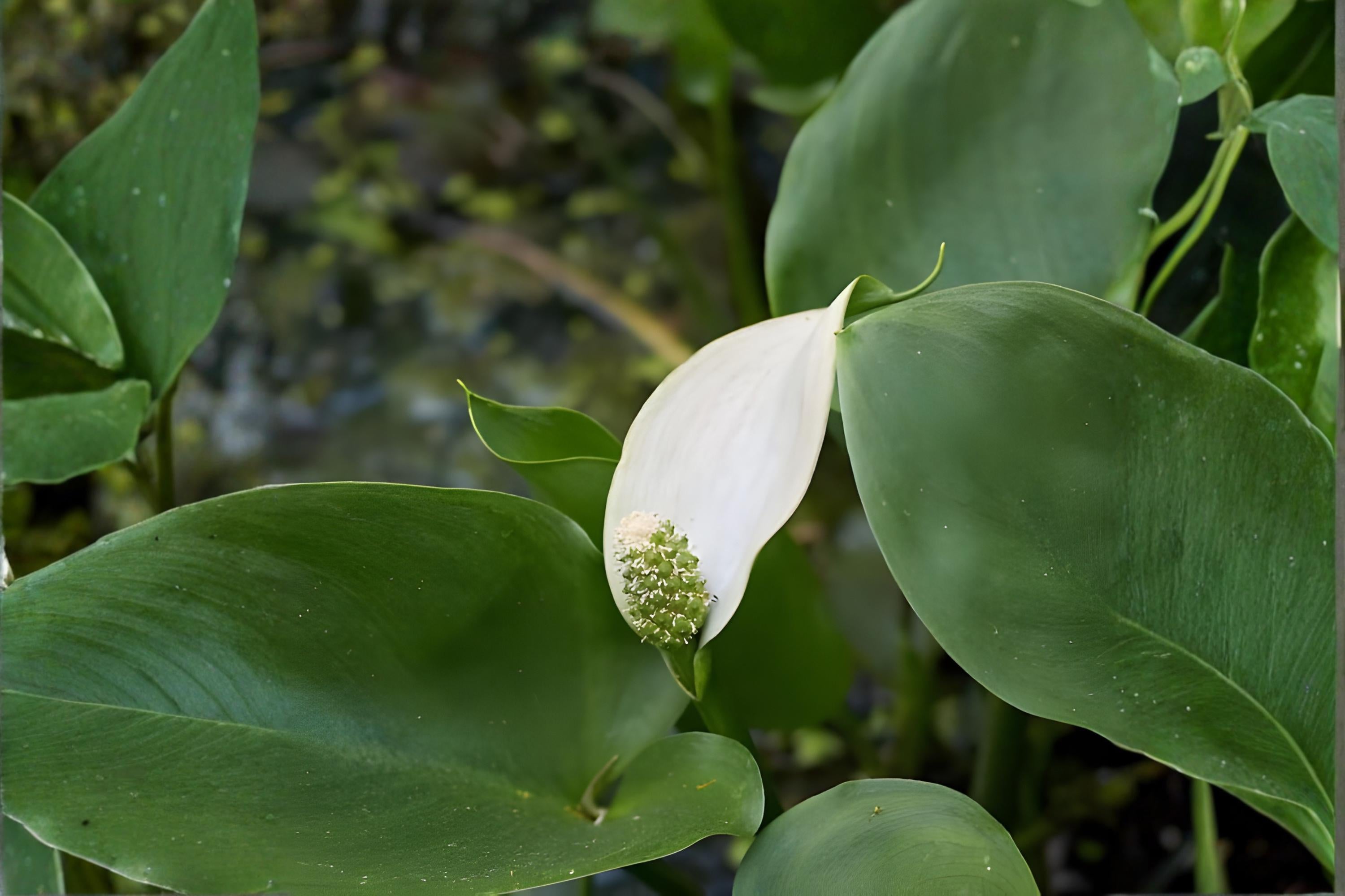 Arrow Arum Seeds | Native Wetland Aquatic Plant | Peltandra virginica | Pond & Rain Garden Native Plant
