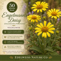 Engelmannia peristenia Seeds – Heirloom Non-GMO Yellow Wildflower Garden Plant, Drought Tolerant, Native Prairie Flower, 50 Seeds