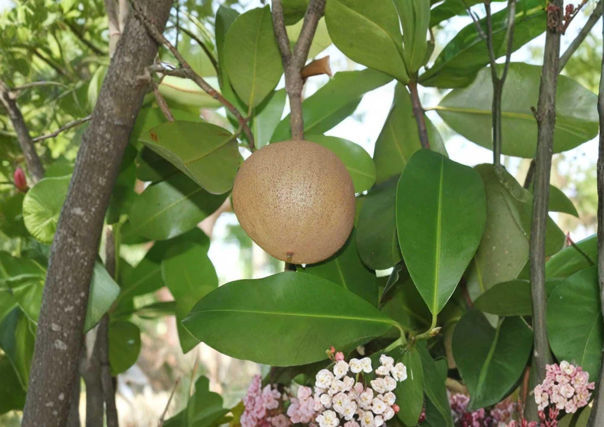 Mamey Apple Live Fruit Tree – 12-24 Inch Mammea americana Tropical Edible Landscape Plant