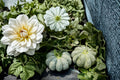 Prescott Fond Blanc Melon Seeds – Cucumis melo Heirloom French Vining Melon with Ribbed Rind and Orange Flesh
