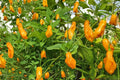 Trinidad Perfume Pepper Seeds – Capsicum chinense Sweet Aromatic Fruit for Garden or Container Planting
