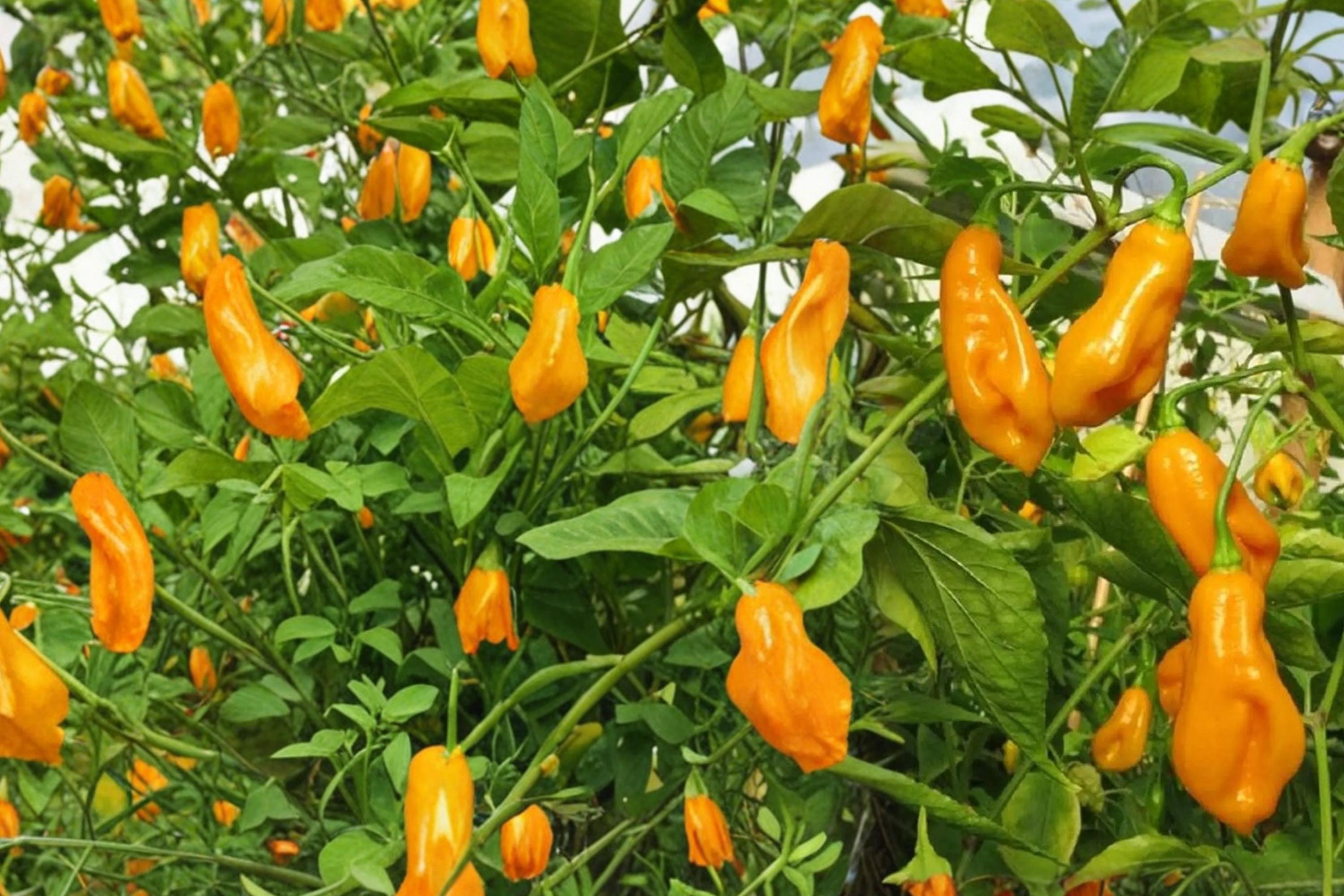 Trinidad Perfume Pepper Seeds – Capsicum chinense Sweet Aromatic Fruit for Garden or Container Planting