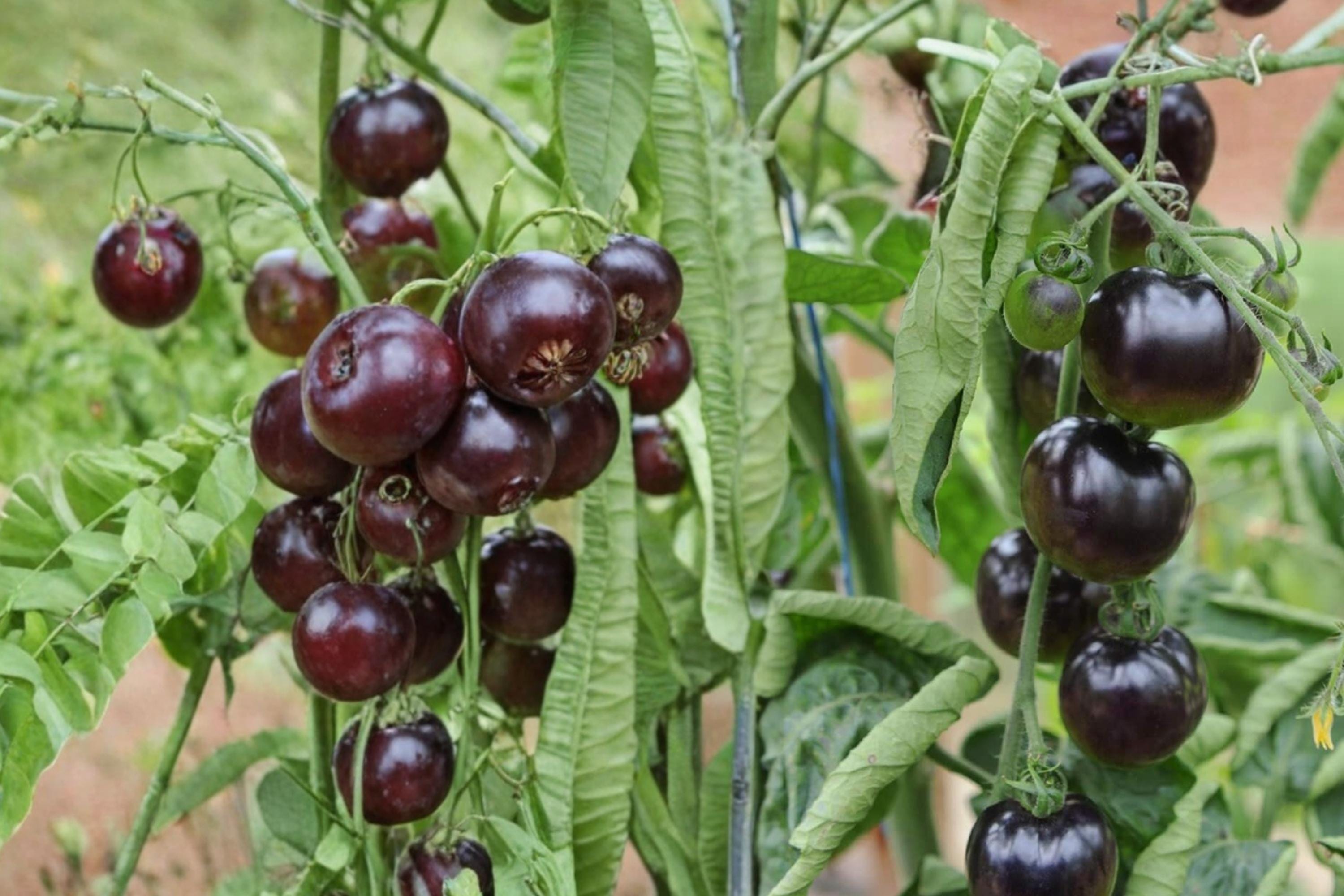 Black Pearl Cherry Tomato Seeds – Solanum lycopersicum, Dark Small Fruit, Container & Garden Plant, 100+ Seeds