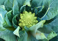 200+ Romanesco Broccoli Seeds - Heirloom Organic Non-GMO Vegetable Seeds for Garden Planting, Fractal Lime Green Heads