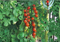 Isis Candy Cherry Tomato Seeds, Heirloom Rare Vegetable Seeds, Red and Gold Marbled, High Yield, Solanum lycopersicum