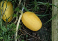 25+ Organic Heirloom Spaghetti Squash Seeds for Garden Planting, Non-GMO Winter Squash, Stringy Flesh, High Yield, Culinary Use