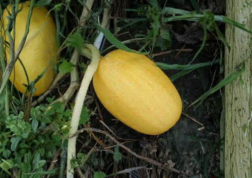 25+ Organic Heirloom Spaghetti Squash Seeds for Garden Planting, Non-GMO Winter Squash, Stringy Flesh, High Yield, Culinary Use