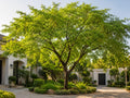 Chinese Honeylocust Seeds for Planting | Gleditsia sinensis Soap Bean Tree | Ornamental Bonsai & Garden Tree Seeds