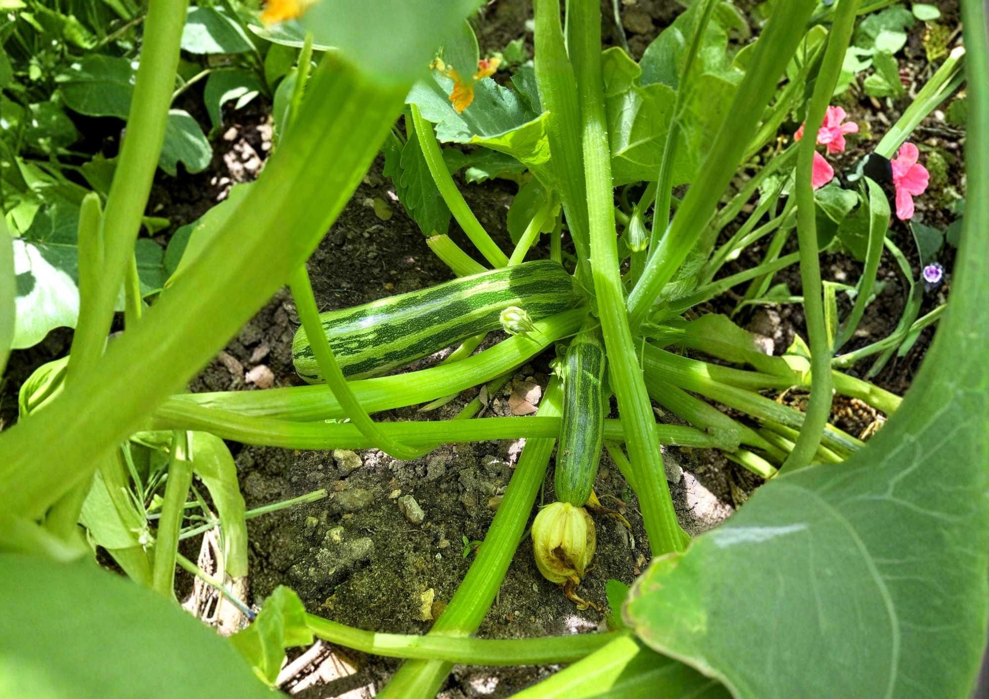 Heirloom Zucchini Seeds, Cocozelle Variety, Green Striped Summer Squash, Italian Vegetable Seeds for Garden Planting