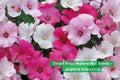 Dwarf Rose Mallow Seeds Mix – Lavatera trimestris Annual Flower for Borders & Containers, Pink White Rose Blooms