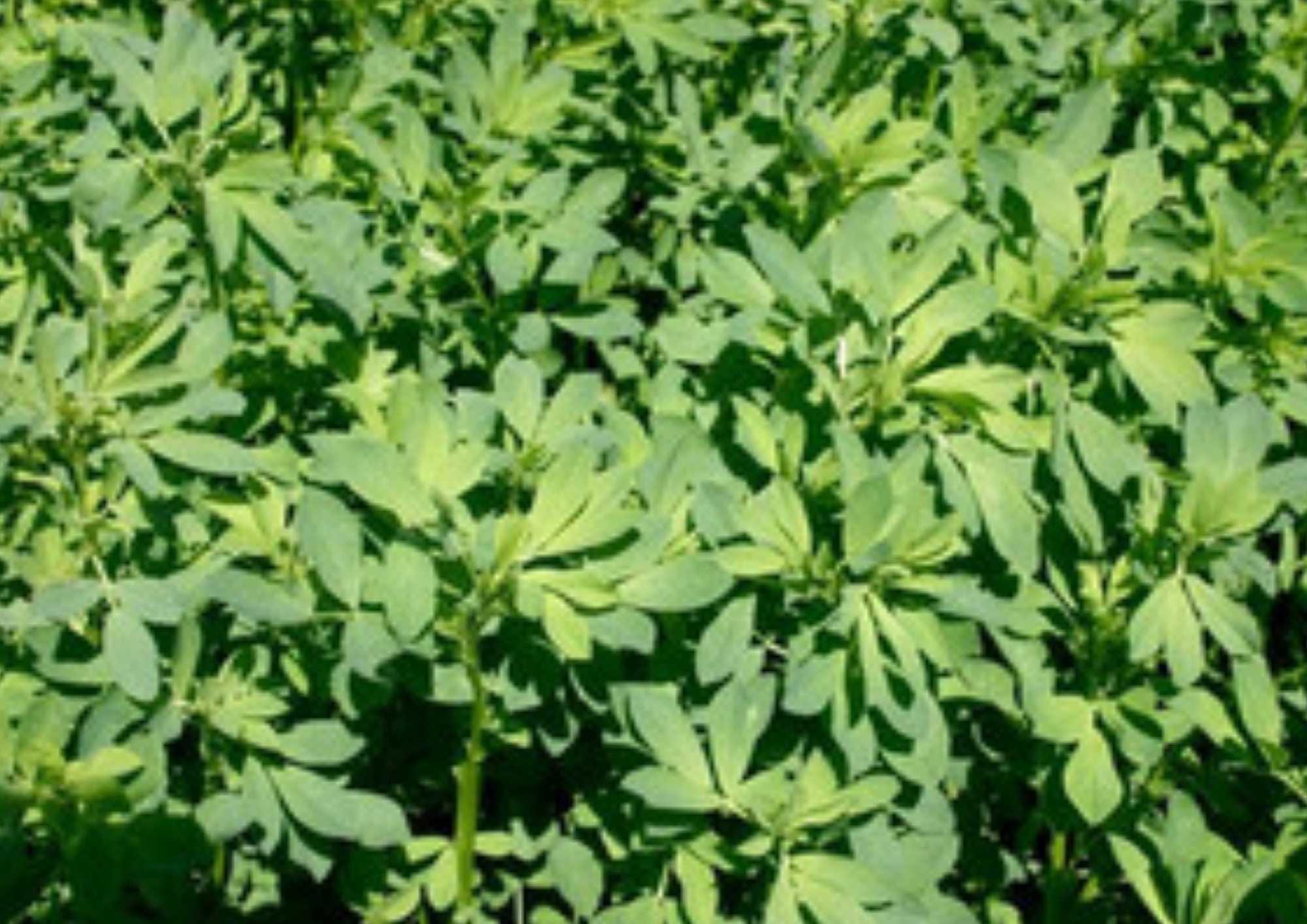 1500+ Alfalfa Microgreens Seeds Non-GMO Heirloom Cover Crop for Sprouting, Salad Greens, Garden Planting
