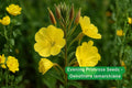 Evening Primrose Seeds – Oenothera lamarckiana Yellow Night Blooming Flower for Pollinator Garden, Drought Tolerant, Wildflower Seeds