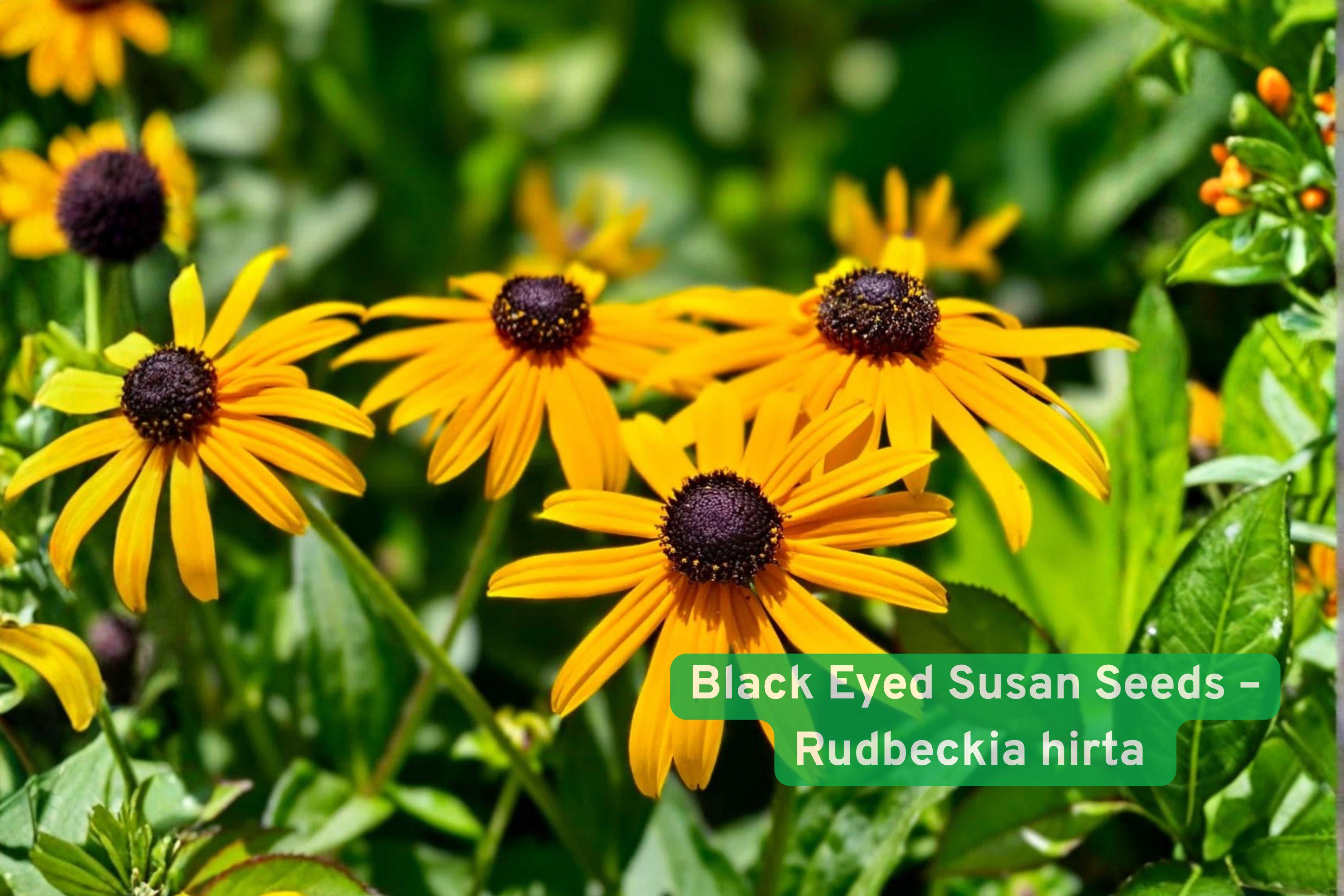 Black Eyed Susan Seeds – Rudbeckia hirta Yellow Wildflower for Pollinator Gardens, Easy to Grow, Native Flower, 400 Seeds