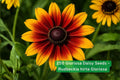 250 Gloriosa Daisy Seeds Rudbeckia hirta ‘Gloriosa’ Pollinator Garden Wildflower Annual Plant