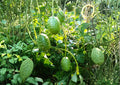 West Indian Gherkin Seeds | Rare Burr Spike Cucumber for Pickling & Salad | High Yield Vine Variety