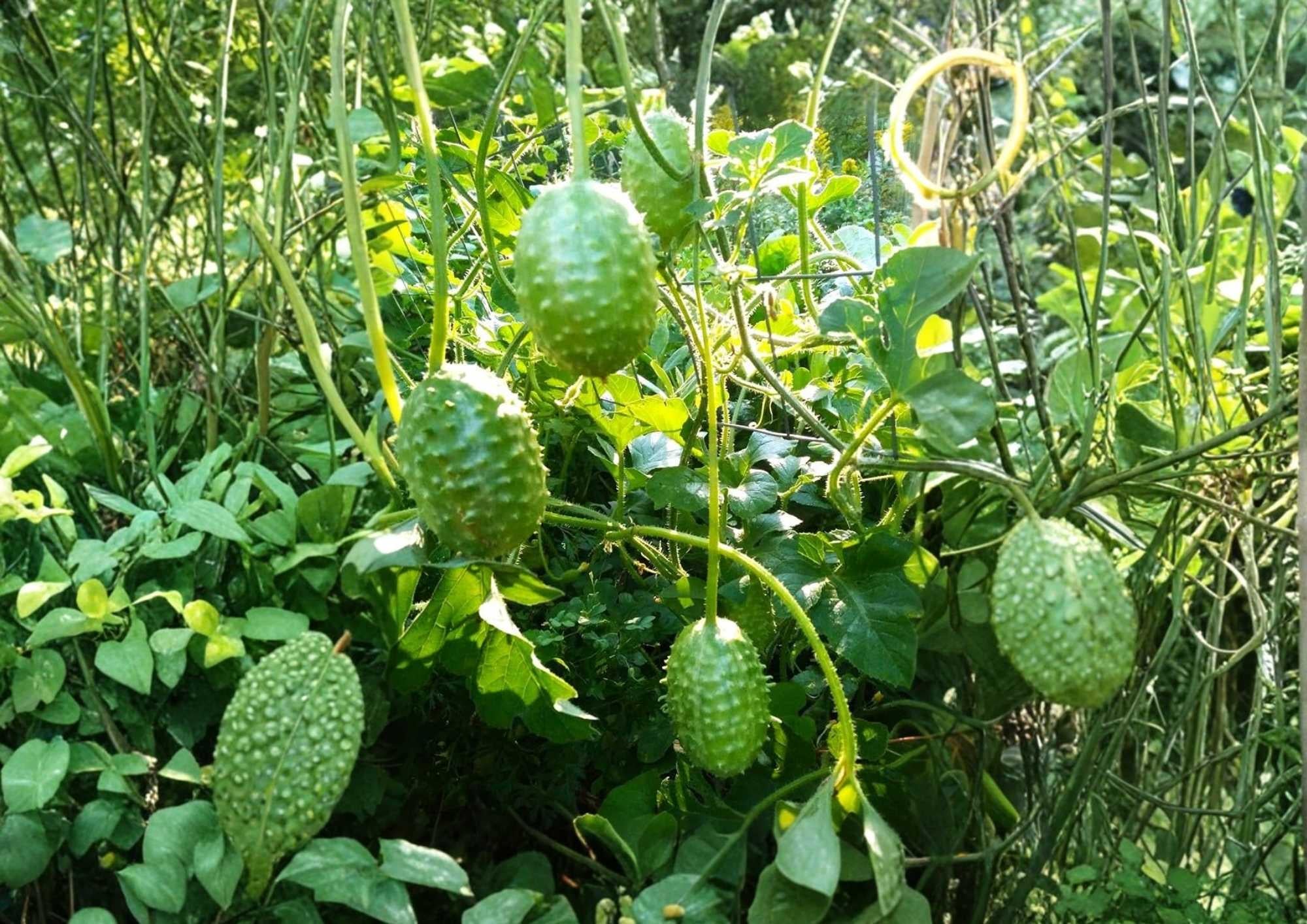 West Indian Gherkin Seeds | Rare Burr Spike Cucumber for Pickling & Salad | High Yield Vine Variety