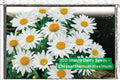 100 Shasta Daisy Seeds – Chrysanthemum maximum Perennial White Flower Pollinator Garden Seeds