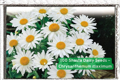 100 Shasta Daisy Seeds – Chrysanthemum maximum Perennial White Flower Pollinator Garden Seeds