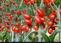 Heirloom Napoli Tomato Seeds – Non-GMO, Italian Paste Plum Variety for Canning, Sauce, and Garden Growing