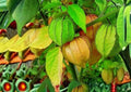 50+ Cape Gooseberry Seeds – Rare Heirloom Physalis peruviana Fruit Seeds for Garden Planting, Golden Lantern, Sweet & Tangy Tropical Fruit