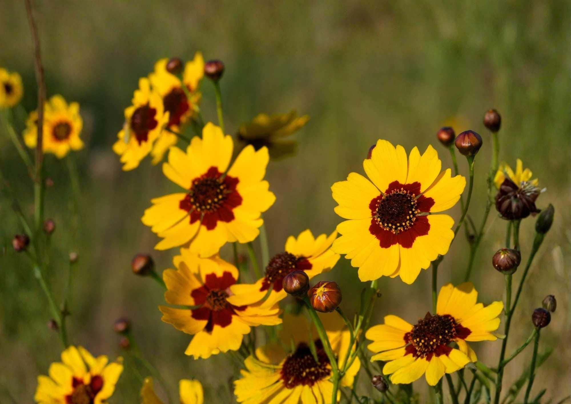 200+ Plains Coreopsis Seeds - Drought-Resistant Wildflower for Pollinator Gardens, Bright Yellow, Coreopsis tinctoria