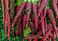 100+ Cosmic Purple Carrot Seeds - Heirloom Organic Non-GMO Vegetable Seeds for Garden Planting