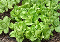 Giant Caesar Romaine Lettuce Seeds – Heirloom, Tall Green Heads, Salad Greens, High Yield Vegetable Seeds for Garden Planting