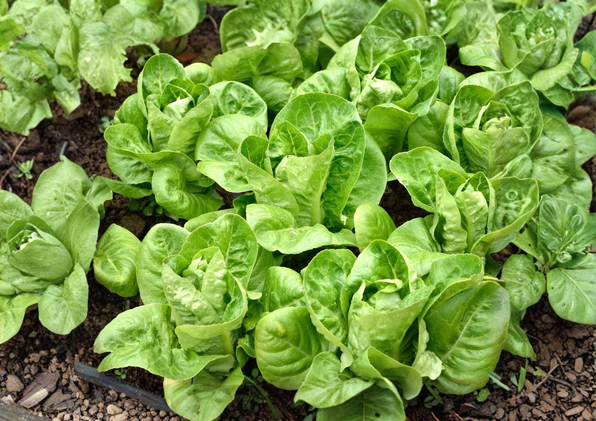 Giant Caesar Romaine Lettuce Seeds – Heirloom, Tall Green Heads, Salad Greens, High Yield Vegetable Seeds for Garden Planting