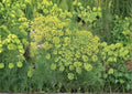Mammoth Long Island Dill Seeds - Heirloom Herb Seeds for Garden, Culinary & Pickling, Aromatic Feathery Leaves, 1000+ Seeds