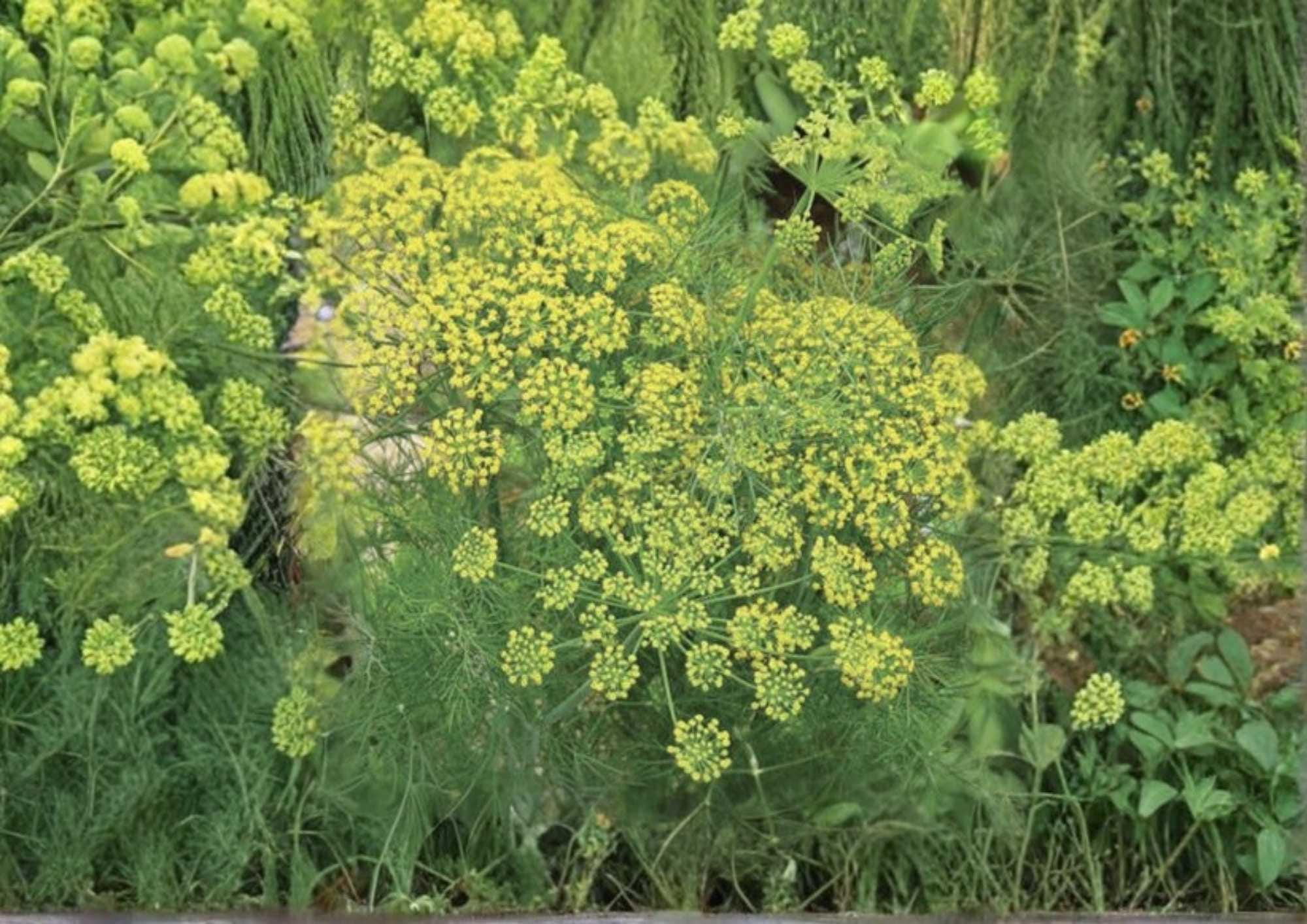 Mammoth Long Island Dill Seeds - Heirloom Herb Seeds for Garden, Culinary & Pickling, Aromatic Feathery Leaves, 1000+ Seeds