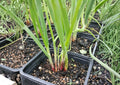 Japanese Red Beard Bunching Onion Seeds, Heirloom Green Onion, Colorful Red and Green Stems, High Yield, Garden Planting, Allium fistulosum