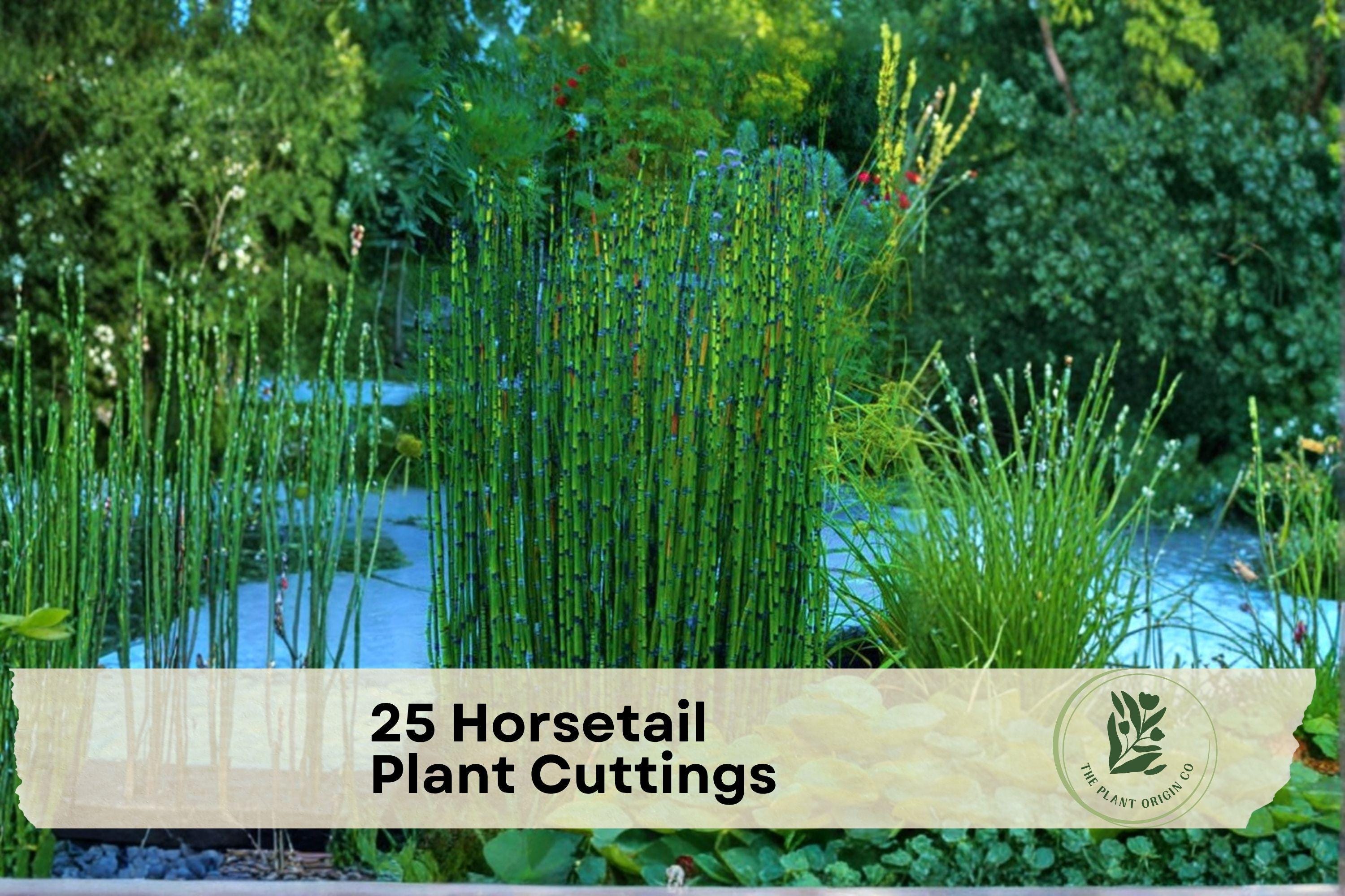 25 Horsetail Plant Cuttings - Equisetum spp. Perennial Marginal Plant for Water Gardens, Ponds, Moist Landscapes