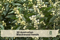 Australian Blackwood Seeds - 30 Acacia melanoxylon Evergreen Tree Seeds for Landscaping, Ornamental, Windbreaks